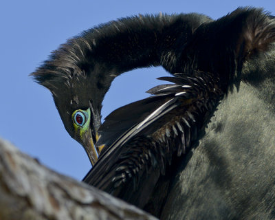 ANHINGA