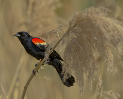 RED-WINGED BLACKBIRD