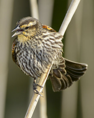 RED-WINGED BLACKBIRD