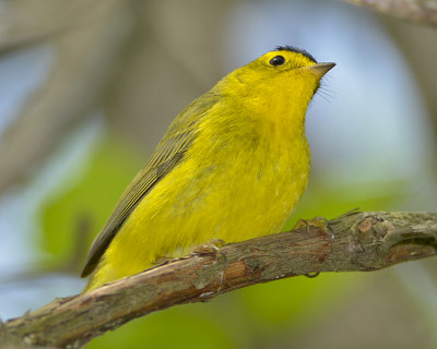 WILSON'S WARBLER