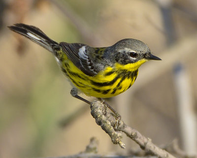 MAGNOLIA WARBLER