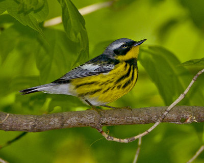 MAGNOLIA WARBLER