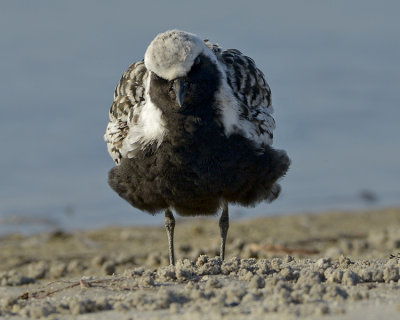 BLACK-BELLIED PLOVER