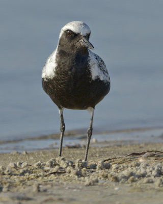 BLACK-BELLIED PLOVER