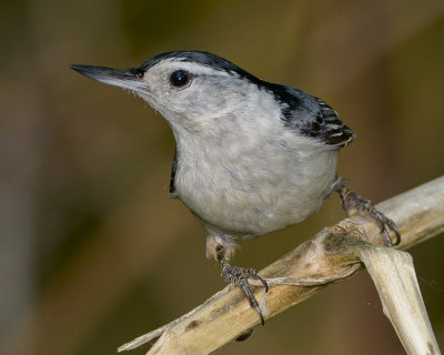 WHITE-BREASTED NUTHATCH