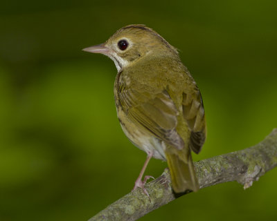 OVENBIRD