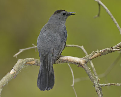 GRAY CATBIRD