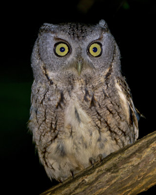 EASTERN SCREECH-OWL