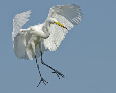 GREAT EGRET