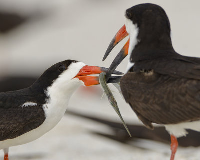 BLACK SKIMMER