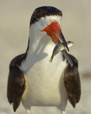 BLACK SKIMMER