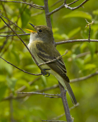 WILLOW FLYCATCHER