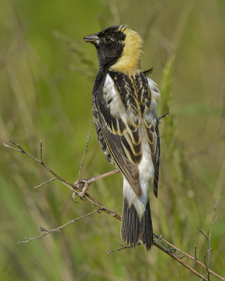 BOBOLINK