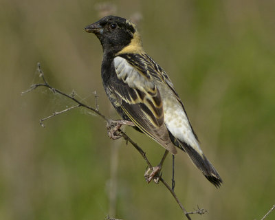 BOBOLINK