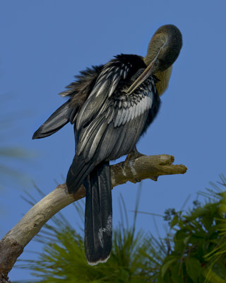 ANHINGA