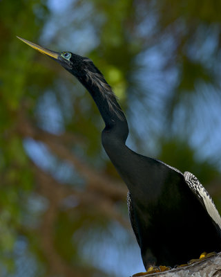 ANHINGA