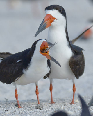 BLACK SKIMMER