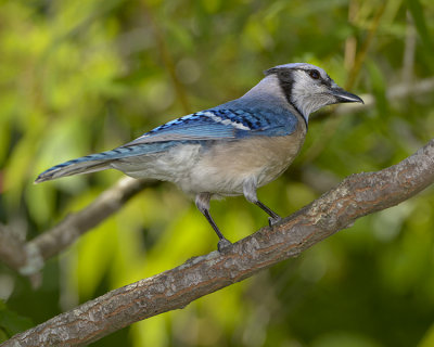 BLUE JAY