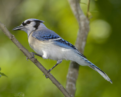 BLUE JAY