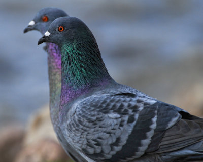 ROCK DOVES