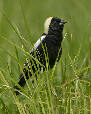 BOBOLINK