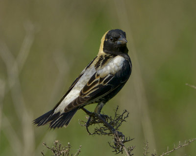 BOBOLINK