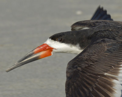 BLACK SKIMMER