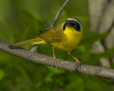 COMMON YELLOWTHROAT