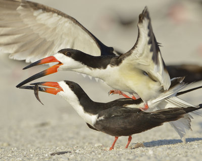 BLACK SKIMMER