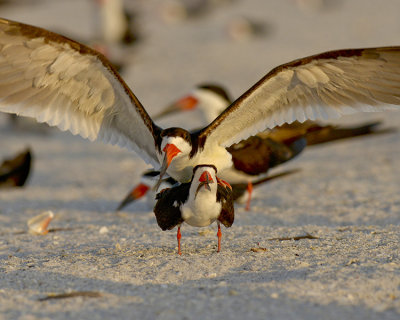 BLACK SKIMMER