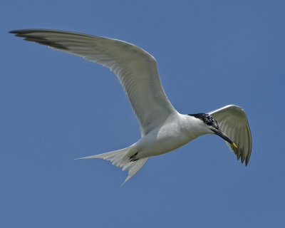 SANDWICH TERN