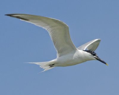 SANDWICH TERN