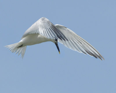 SANDWICH TERN