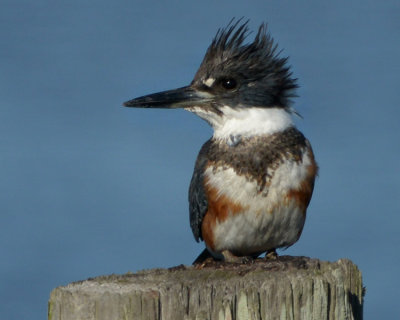 BELTED KINGFISHER ♀