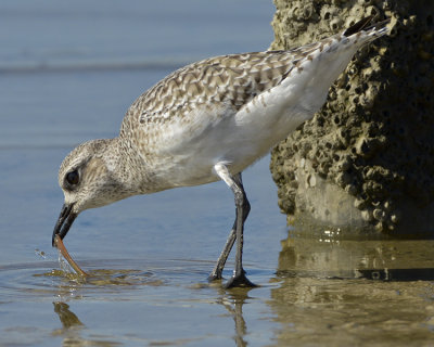 BLACK-BELLIED PLOVER