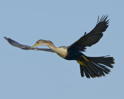 ANHINGA