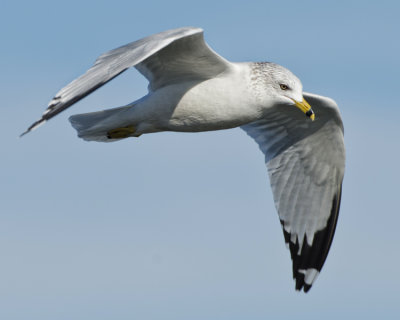 RING-BILLED GULL