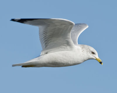 RING-BILLED GULL