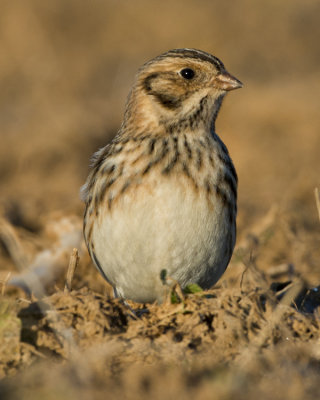 LAPLAND LONGSPUR