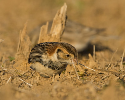 LAPLAND LONGSPUR