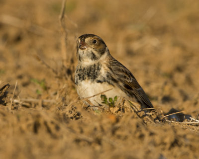 LAPLAND LONGSPUR