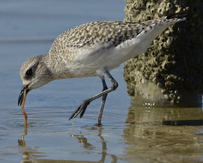 BLACK-BELLIED PLOVER