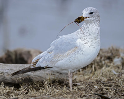 RING-BILLED GULL