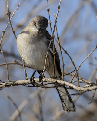 NORTHERN MOCKINGBIRD