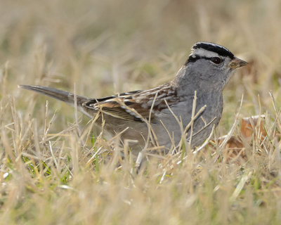 WHITE-CROWNED SPARROW
