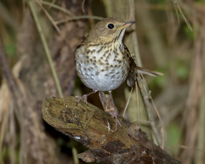 HERMIT THRUSH