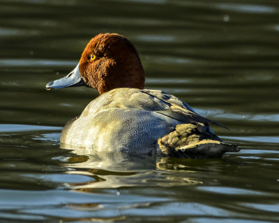 REDHEAD