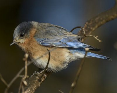 EASTERN BLUEBIRD