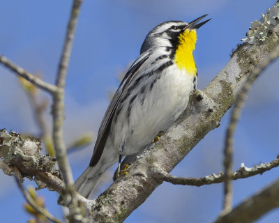 YELLOW-THROATED WARBLER