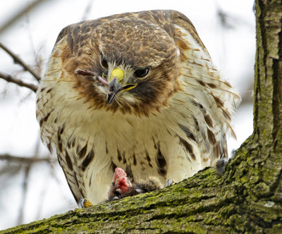 RED-TAILED HAWK